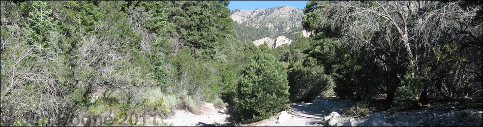 Birding Fletcher Canyon