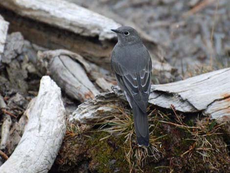 Lee Canyon Birding