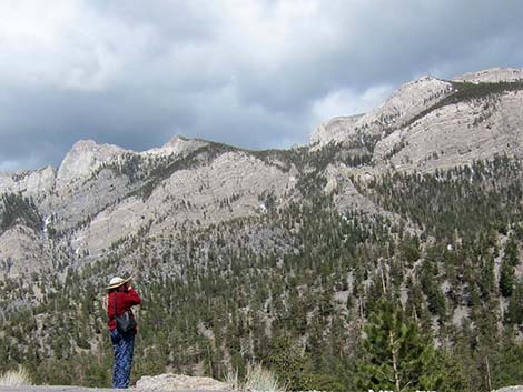 Birding Lee Canyon