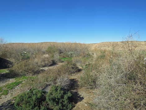 Virgin River Birding