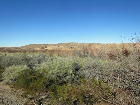 Virgin River Birding