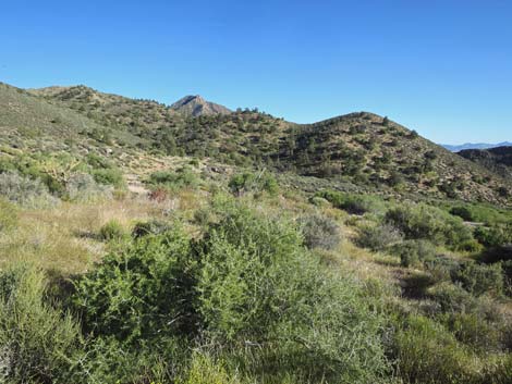 Birding Gold Butte