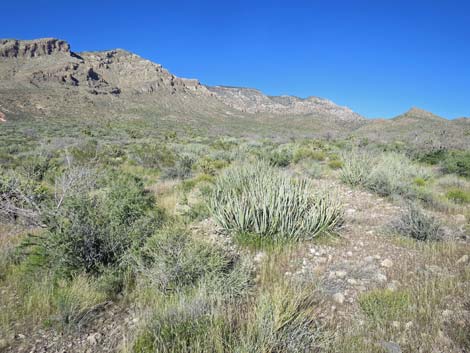 Birding Gold Butte