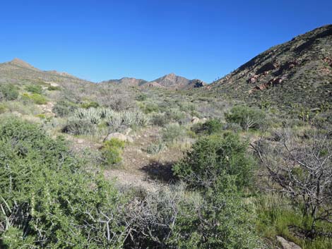 Birding Gold Butte