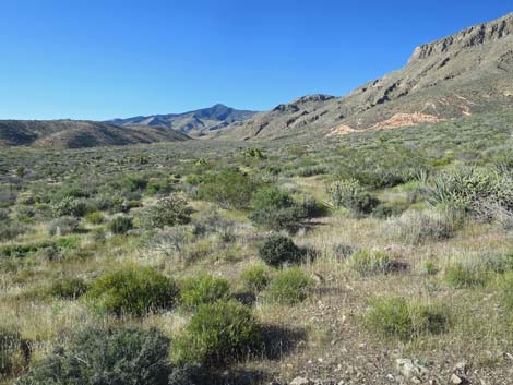 Birding Gold Butte