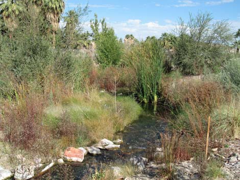 Moapa Valley National Wildlife Refuge