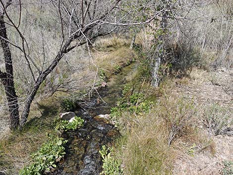 Moapa Valley National Wildlife Refuge