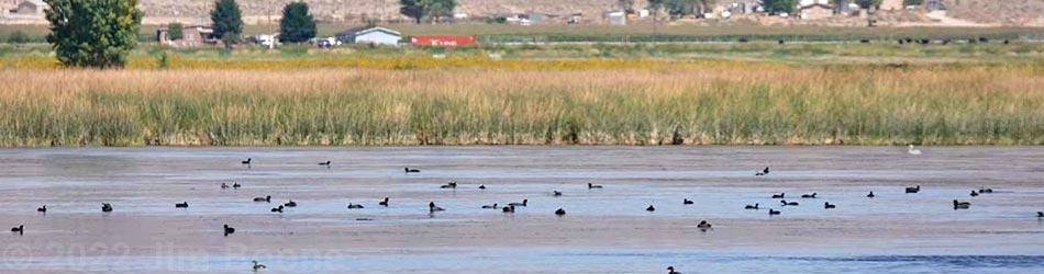 Birding Around Key Pittman Wildlife Management Area