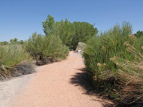 Black Canyon Trail