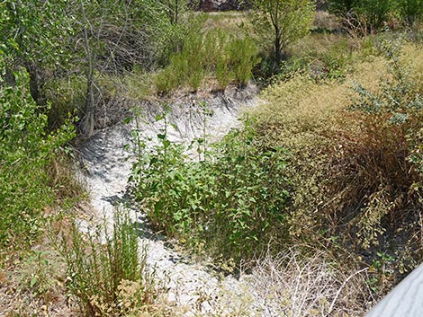 Black Canyon Trail