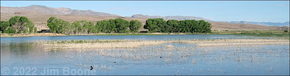 Birding Around the Pahranagat Valley