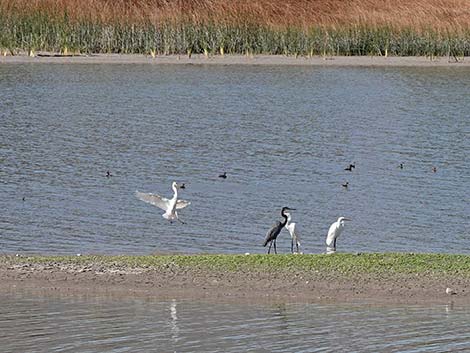 Pahranagat NWR