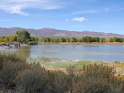 Pahranagat NWR