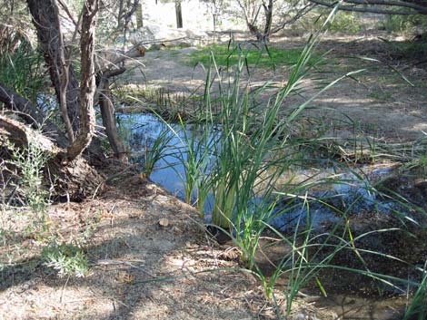 Bradford Spring