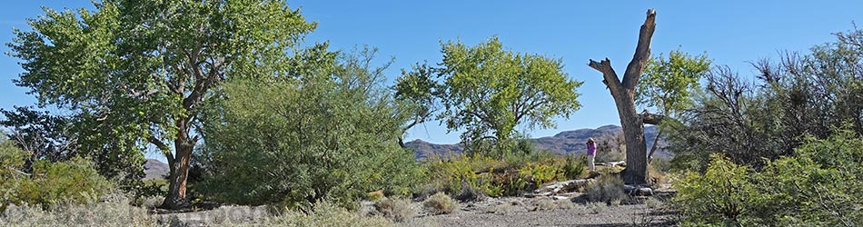 Birding Around Cactus Springs