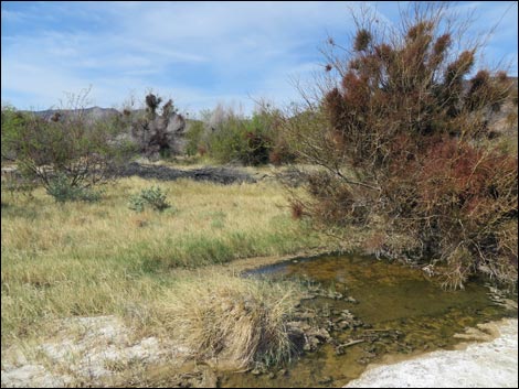 Aqua Birding Trail