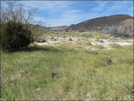 Aqua Birding Trail