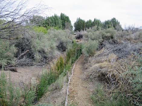 Swimming Pool Trail