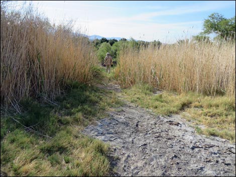 Swimming Pool Trail