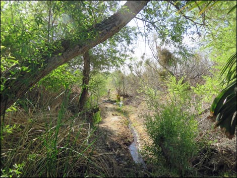 Swimming Pool Trail