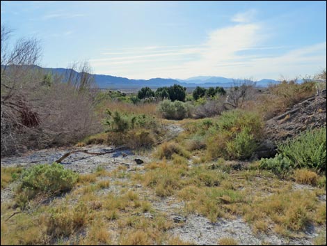 Swimming Pool Trail