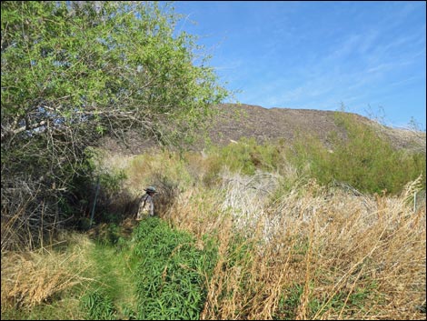 Swimming Pool Trail