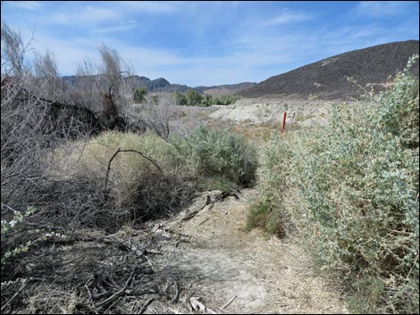 Red Birding Trail