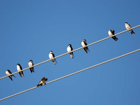 Henderson Bird Viewing Preserve