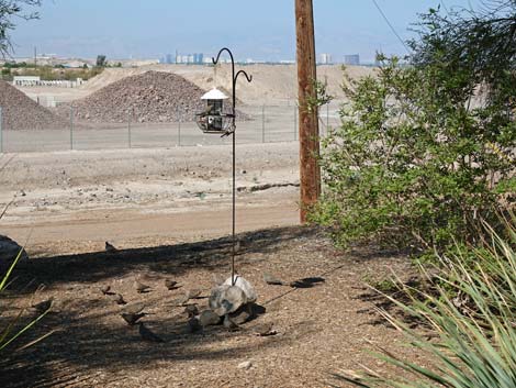 Henderson Bird Viewing Preserve