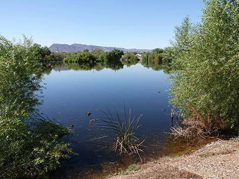 Henderson Bird Viewing Preserve