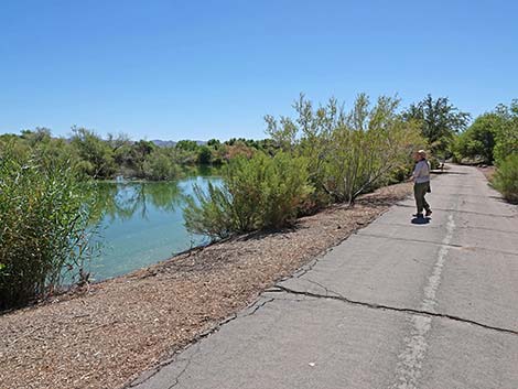 Henderson Bird Viewing Preserve