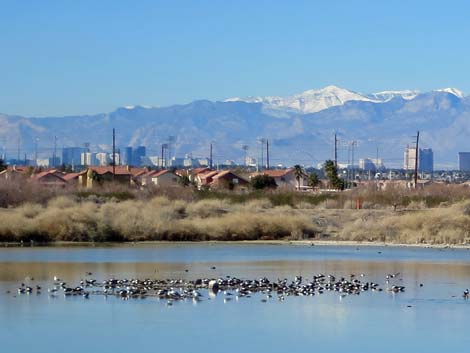 Henderson Bird Viewing Preserve