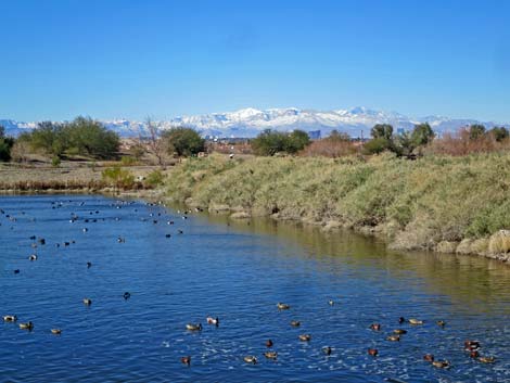 Henderson Bird Viewing Preserve