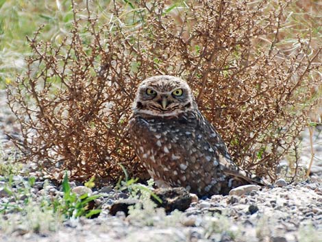 Rainbow Owl Preserve