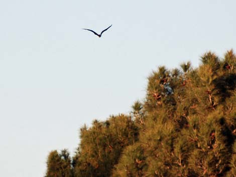 Magnificent Frigatebird