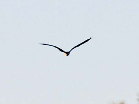 Magnificent Frigatebird