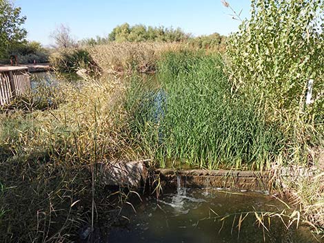 Clark County Wetlands Park