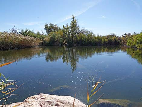 Clark County Wetlands Park