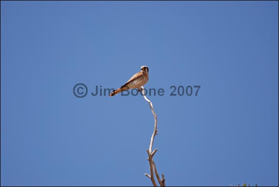 American Kestrel on Stick