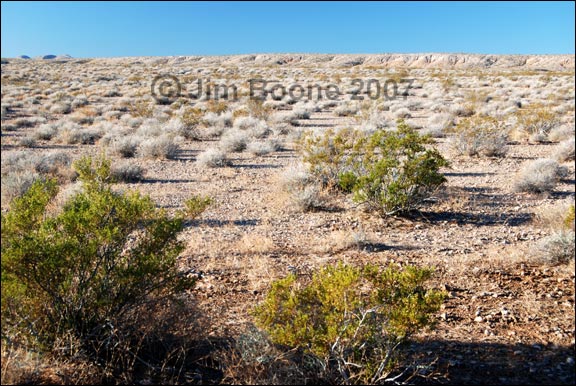 Mojave Desert Creosote-Bursage Flats