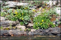 Sierra Sunflowers