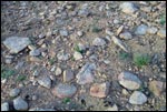 Stony Desert Soil