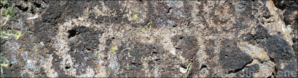 Petroglyph Boulder Site