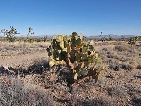 Searchlight Pricklypear (Opuntia curvispina)