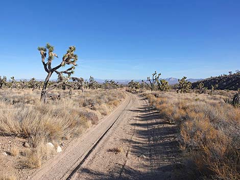 Grasslands Trail