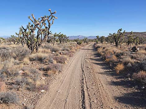 Grasslands Trail