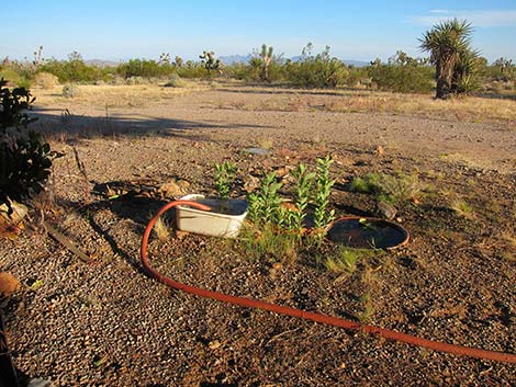 Walking Box Ranch