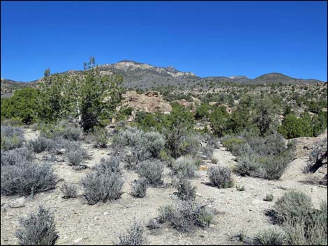 Paiute Rock