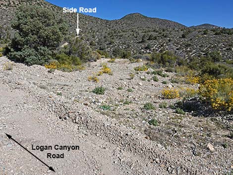 Logan Canyon Road