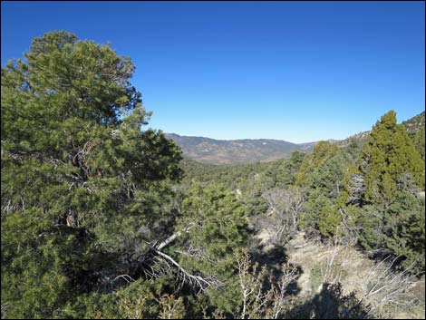 Logan Canyon Road